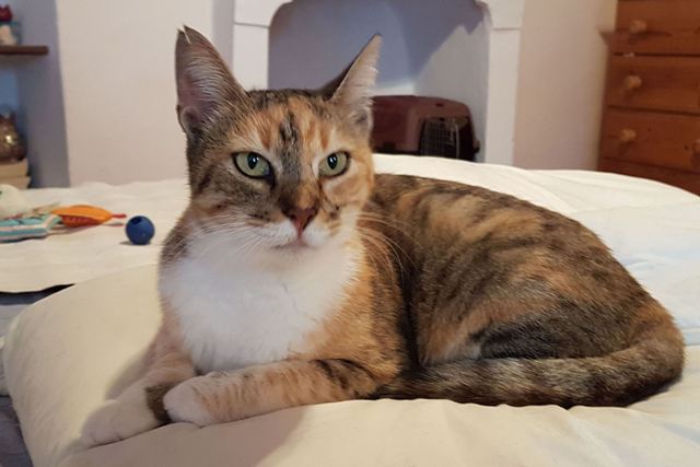 Tinkerbell - September 2018